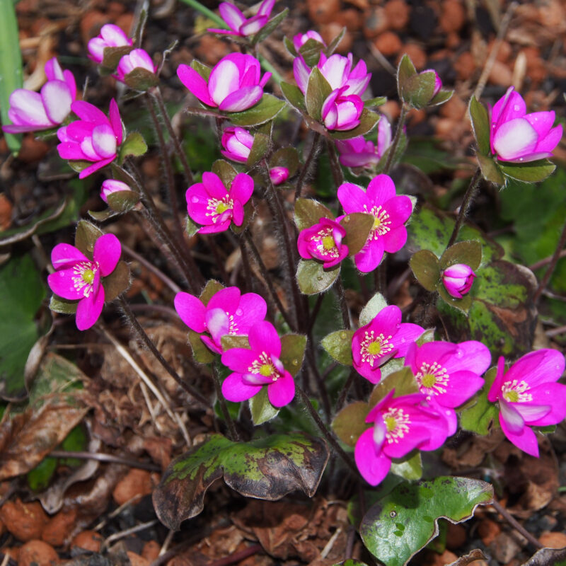 Hepatica x schlyteri Cerise GS