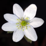 Hepatica x transs-henryi Fiorelle OB