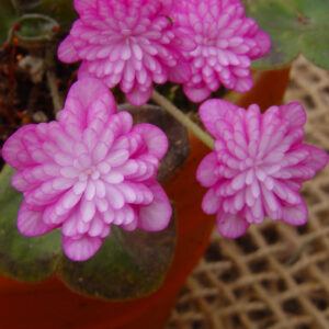 Hepatica japonica Kougyuku – Bild 2