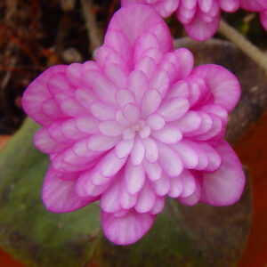 Hepatica japonica Kougyuku – Bild 4