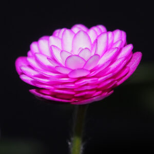 Hepatica japonica Kougyuku – Bild 3