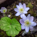 Hepatica x euroasiatica Max Leichtlin