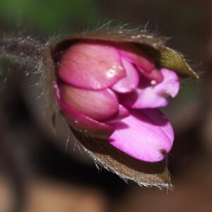 Hepatica x transs-acut Joanna JP – Bild 5