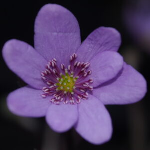 Hepatica transsilvanica Fliether Rosa