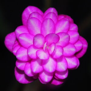 Hepatica japonica Kougyuku