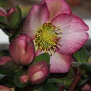Helleborus Kultivar ' Elemental '® Neu