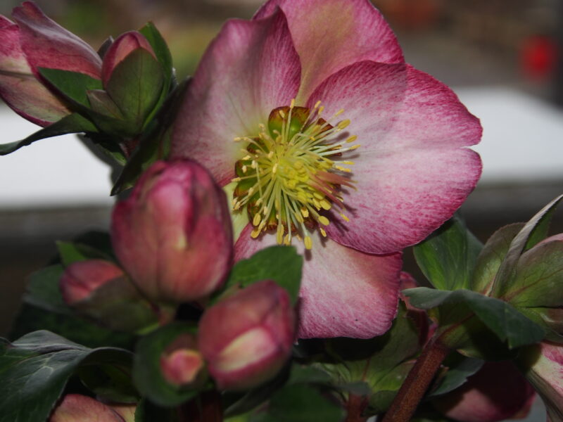 Helleborus Kultivar ' Elemental '® Neu