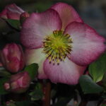 Helleborus Kultivar ' Elemental '® Neu