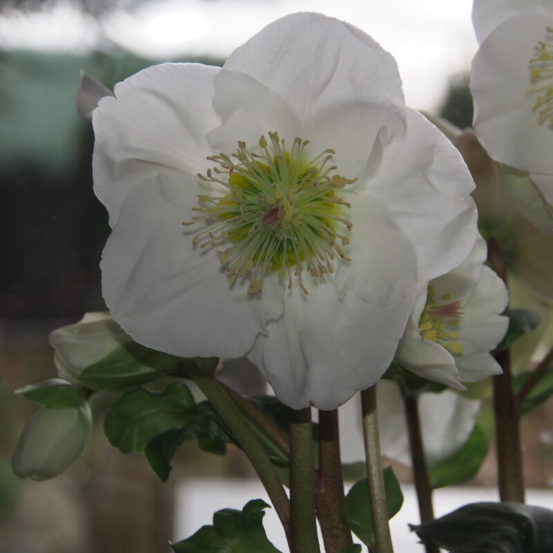 Helleborus x lemperii HGC ® Winter Ballet Lana