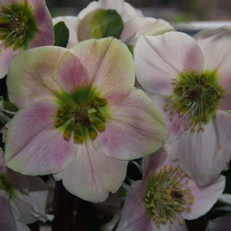 Helleborus x lemperii HGC ® Winter Ballet Liva