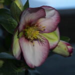 Helleborus Kultivar ' Magico '® Neu