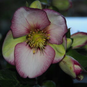 Helleborus Kultivar ' Magico '® Neu 2024 – Bild 2