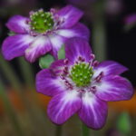 Hepatica japonica Nora JP