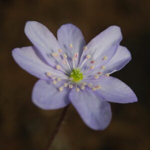 Hepatica acutiloba x americana Virginia JP – Bild 2