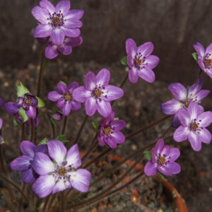Hepatica japonica Nora JP – Bild 2