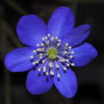 Hepatica nobilis var. nobilis Blauer Träumer JP