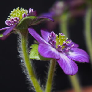 Hepatica japonica Nora JP – Bild 3