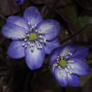 Hepatica nobilis var. pyrenaica Lichtblick JP