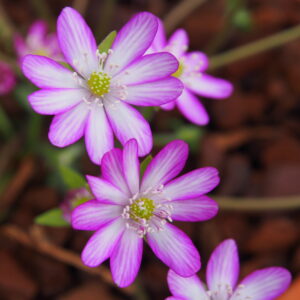Hepatica japonica Goldrand Rot – Bild 2