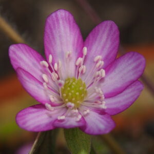 Hepatica japonica Goldrand Rot – Bild 3