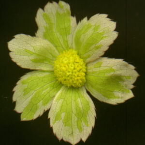 Haquetica epipactis Thor – Bild 2
