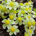 Haquetica epipactis Thor