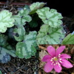 Hepatica nobilis f. crenatiloba Silver Raffels Pink