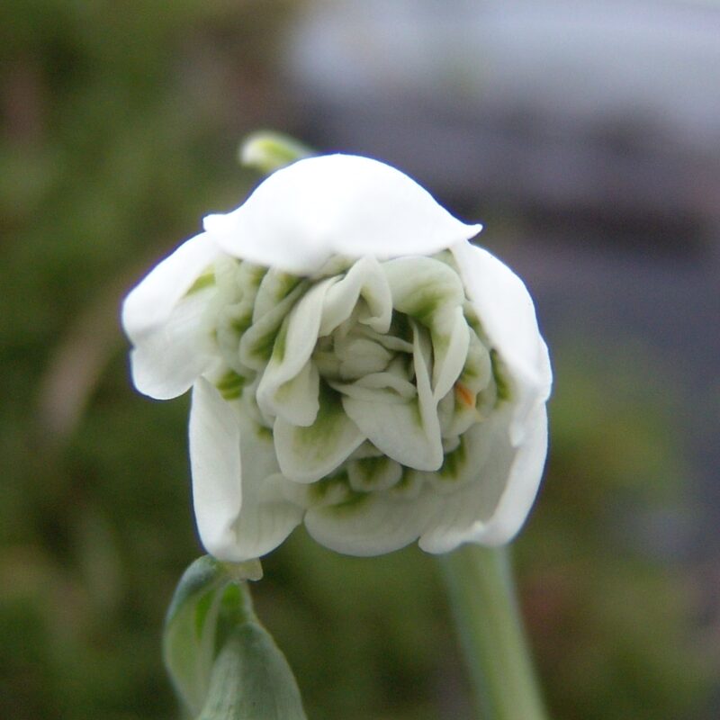 Galanthus Kultivar Hill Poe