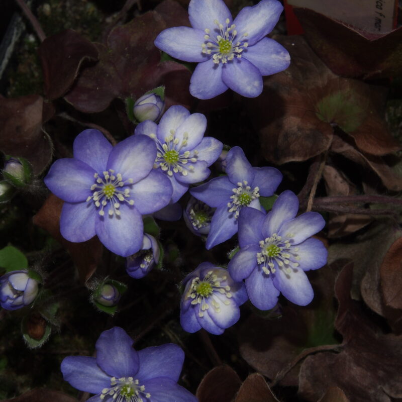 Hepatica nobilis var. pyrenaica Lichtblick JP