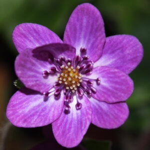 Hepatica japonica Nora JP – Bild 4