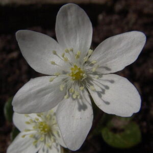Hepatica nobilis var. pyrenaica Norakoma