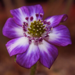 Hepatica japonica Nora JP – Bild 5