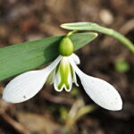 Galanthus Kultivar Robin Hood