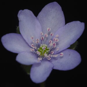 Hepatica acutiloba x americana Virginia JP – Bild 3