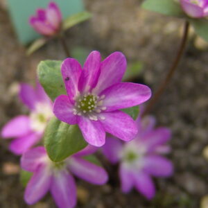 Hepatica asiatica Rosa Töne – Bild 2