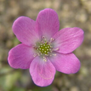 Hepatica asiatica Rosa Töne