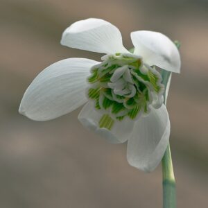 Galanthus Kultivar Hill Poe