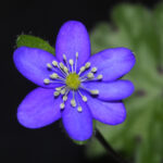 Hepatica x falconeri x nobilis Alicja JP