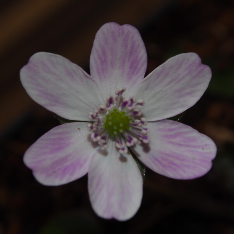 Hepatica japonica 24-015