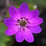 Hepatica japonica 24-039