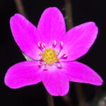 Hepatica japonica 24-085