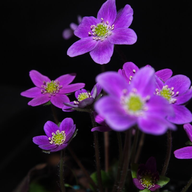 Hepatica japonica 24-086