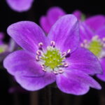 Hepatica japonica 24-086