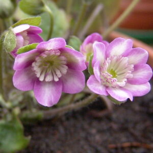 Hepatica japonica Hidamari – Bild 2
