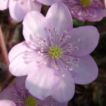 Hepatica nobilis Holzdorfer Elite