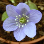 Hepatica nobilis f. oelandicum Oelands hellblau