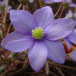 Hepatica nobilis f. oelandicum Oelands Himmel