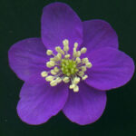 Hepatica nobilis f. oelandicum Oelands Nacht