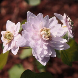 Anemonella thalictroides Shiozaki