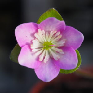 Hepatica japonica Hidamari – Bild 3